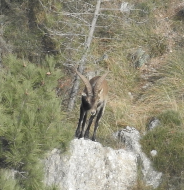 Macho que pasó mucha sarna y perdoné para que procrease