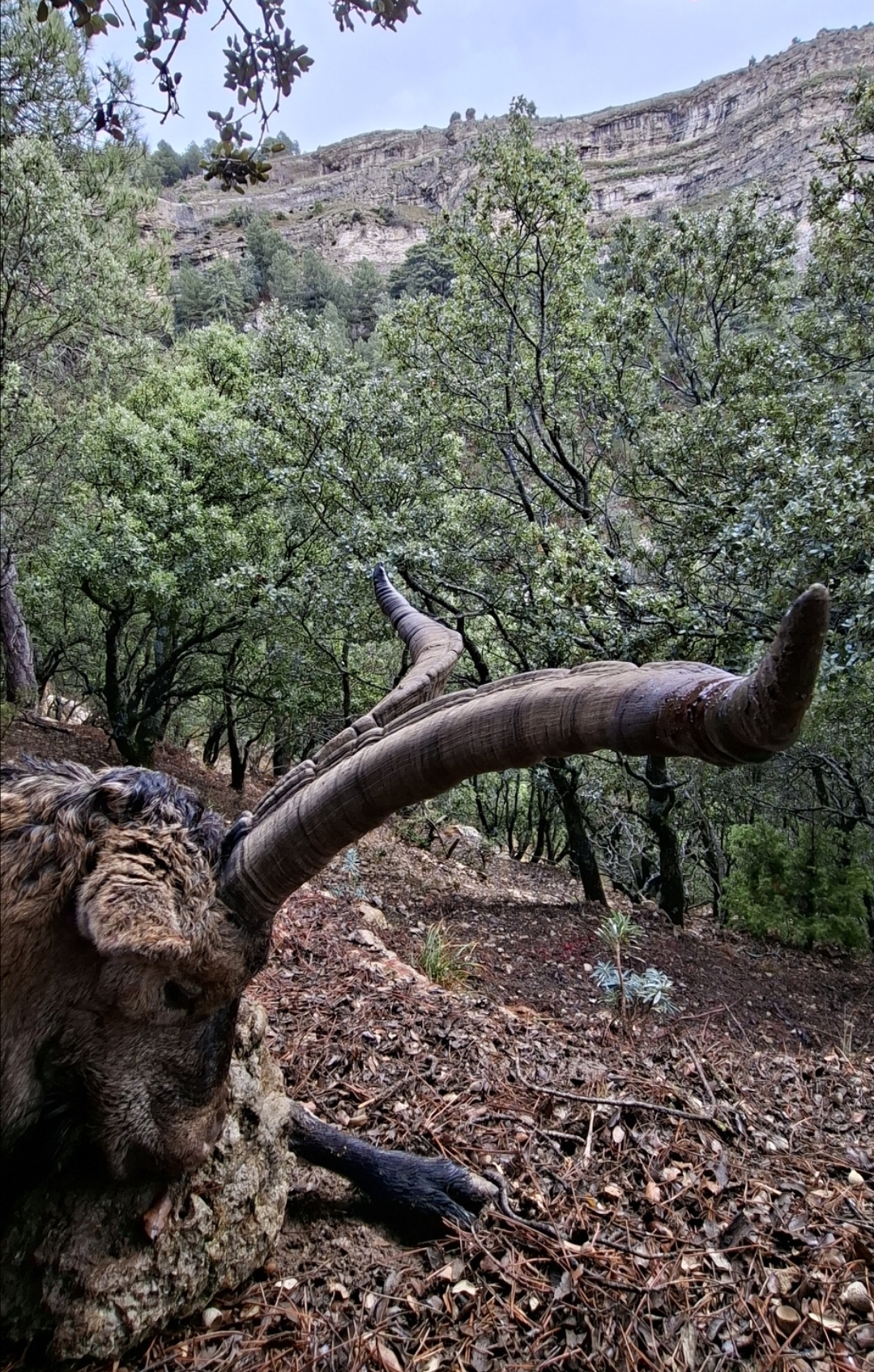 Perspectiva inversa del tiro. Del macho al alto que me permitió verlo a pesar del follaje que lo rodeaba