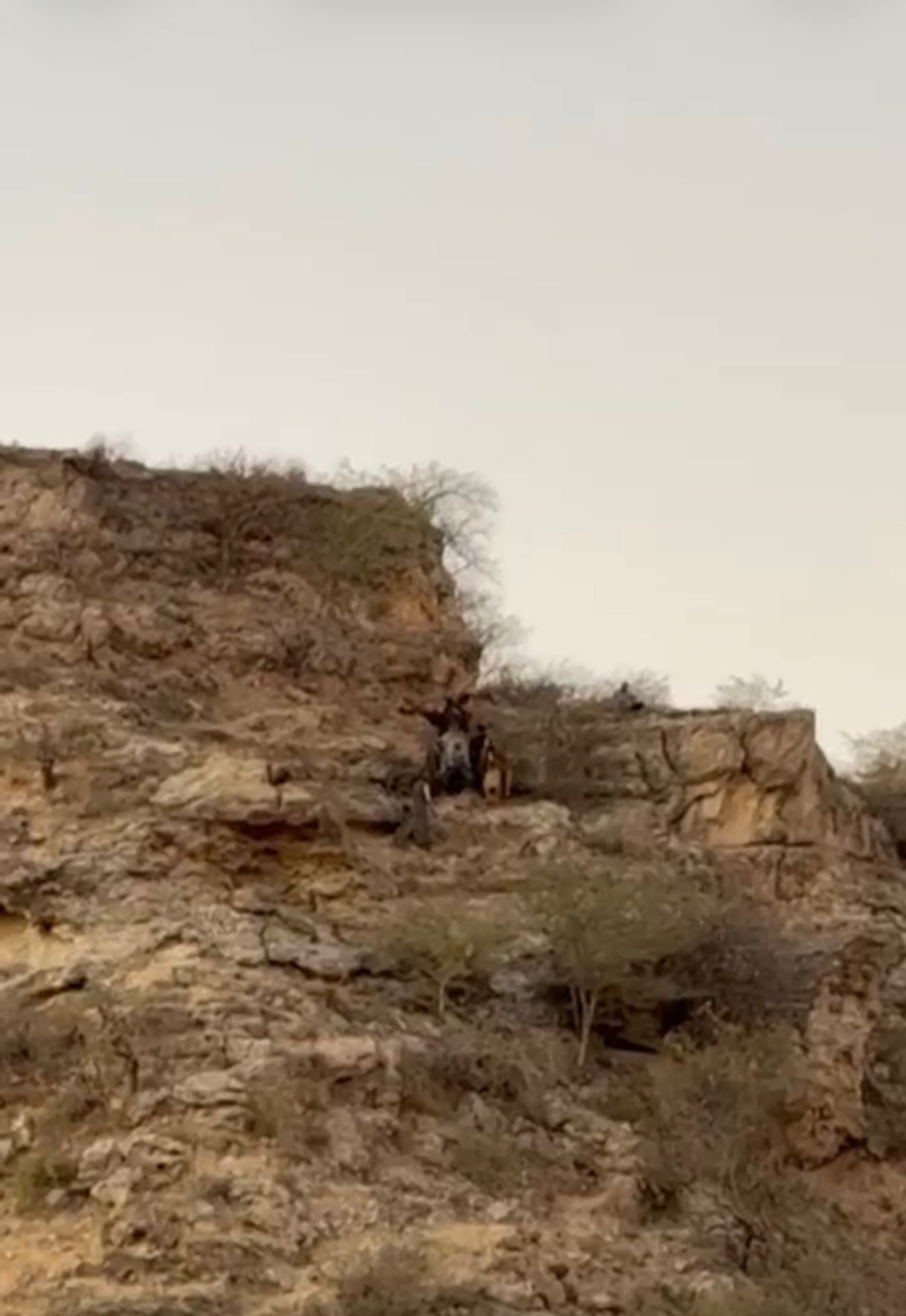 El terreno escapardo ideal para camuflarse pero complicado para acercarse (n.b buscame que estoy en la foto)